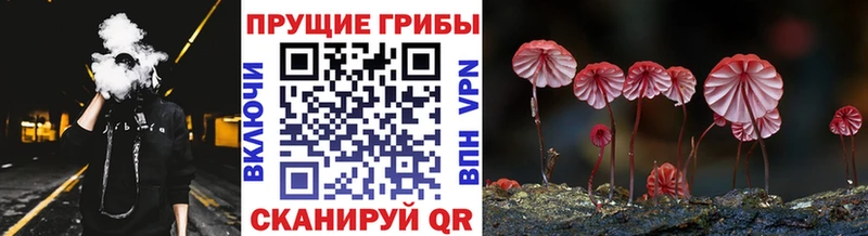 закладка  мега как войти  Псилоцибиновые грибы ЛСД  Новотитаровская 